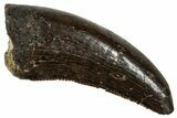 Serrated Juvenile Tyrannosaur Tooth - Two Medicine Formation #241278-1